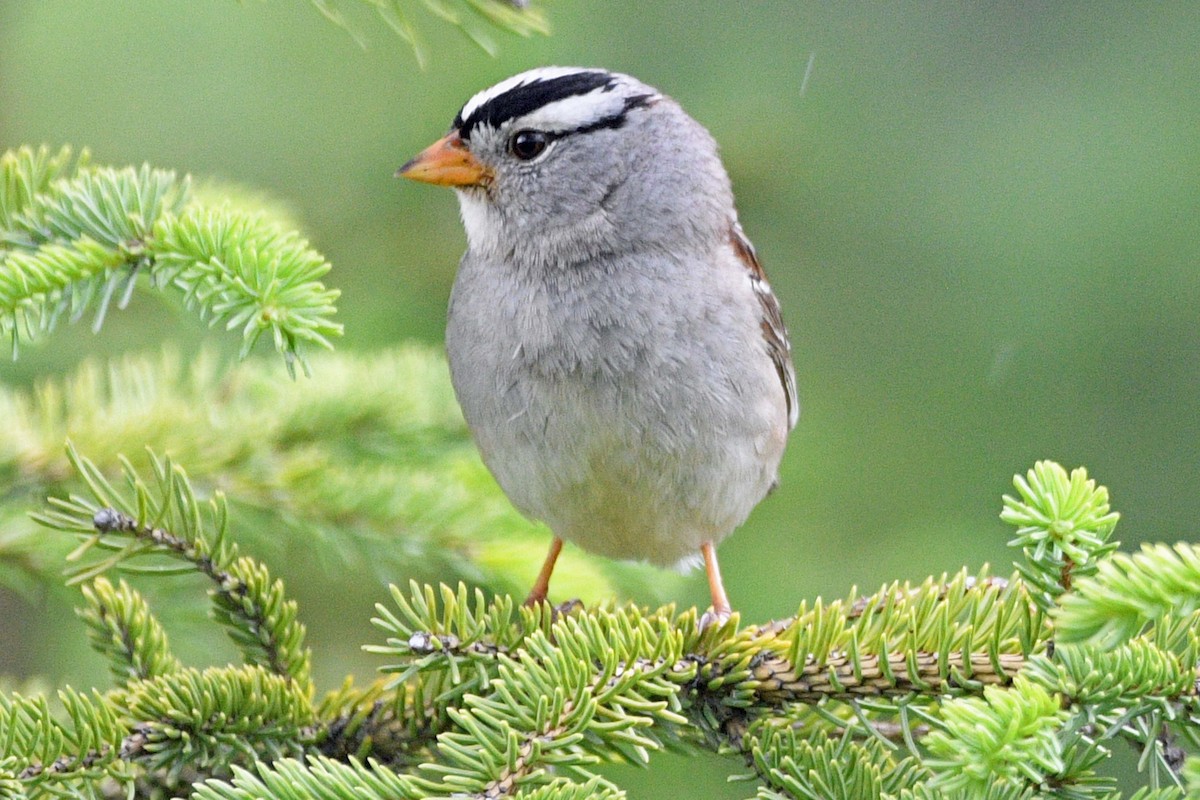 White-crowned Sparrow (Gambel's) - ML638361353