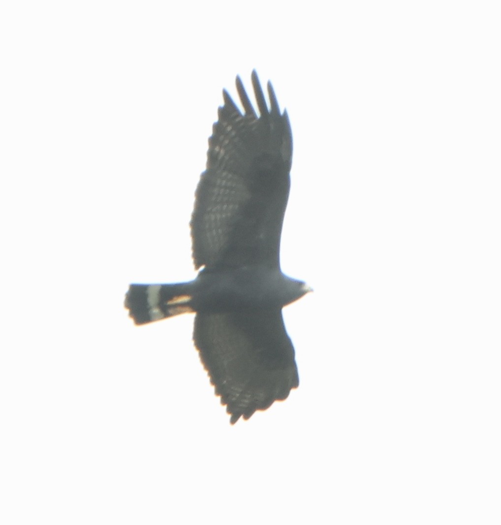 Zone-tailed Hawk - ML638361356