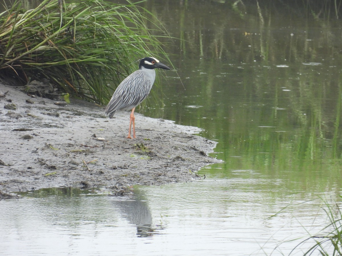 Krabbenreiher - ML638361363