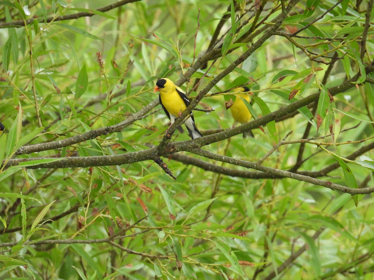 American Goldfinch - ML638361368