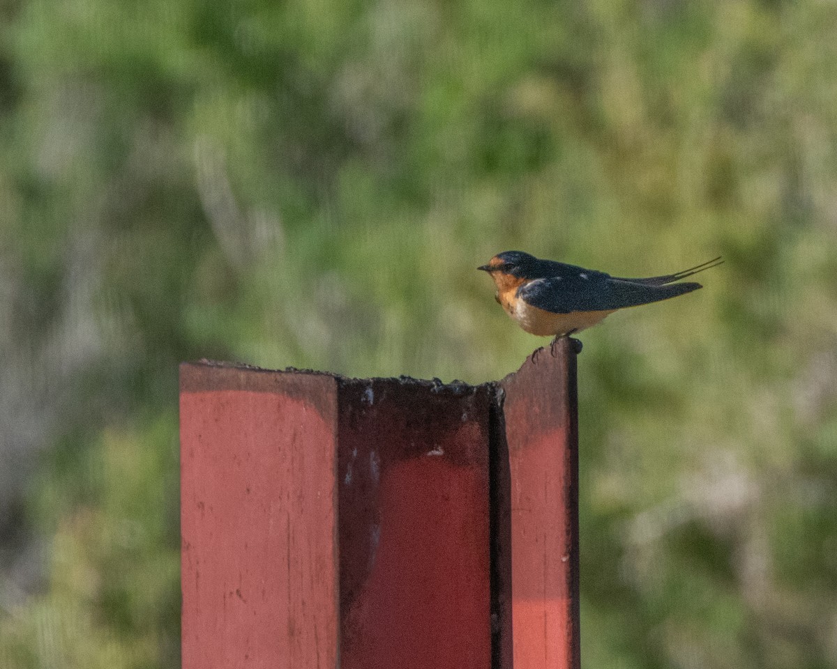 Golondrina Común - ML638361381