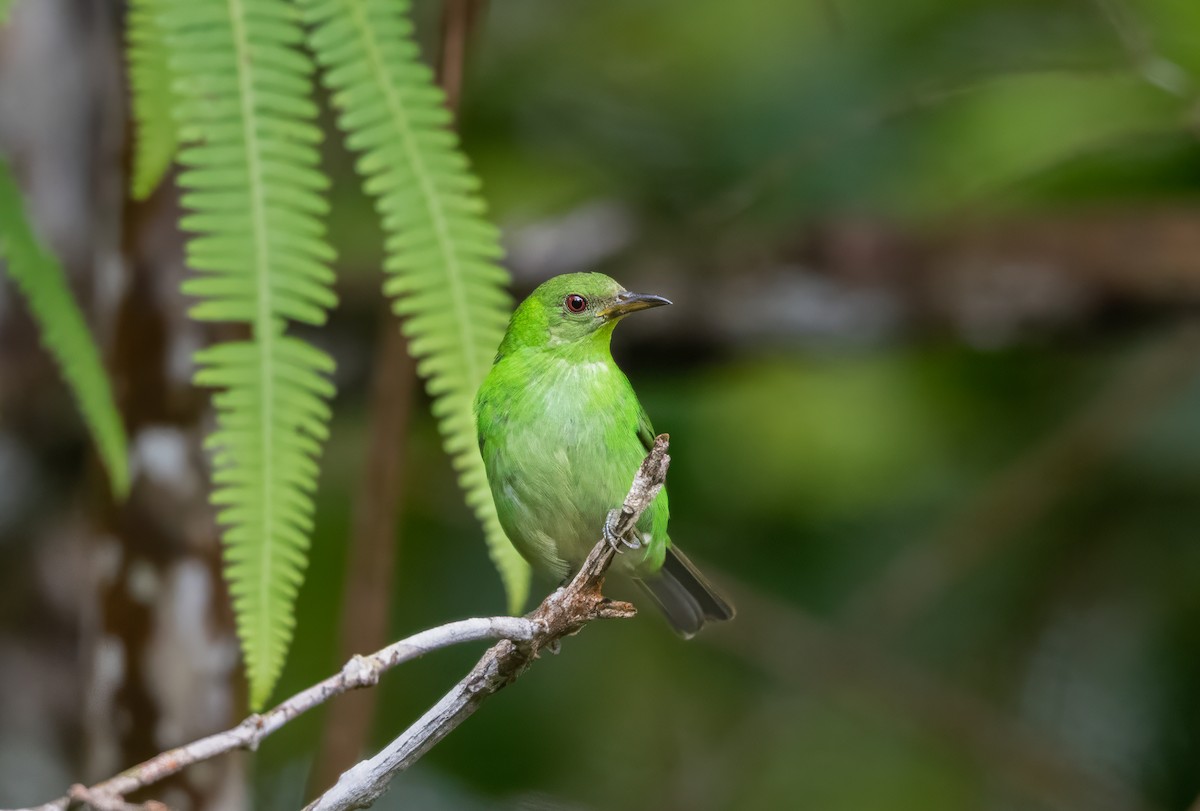 Green Honeycreeper - ML638361383