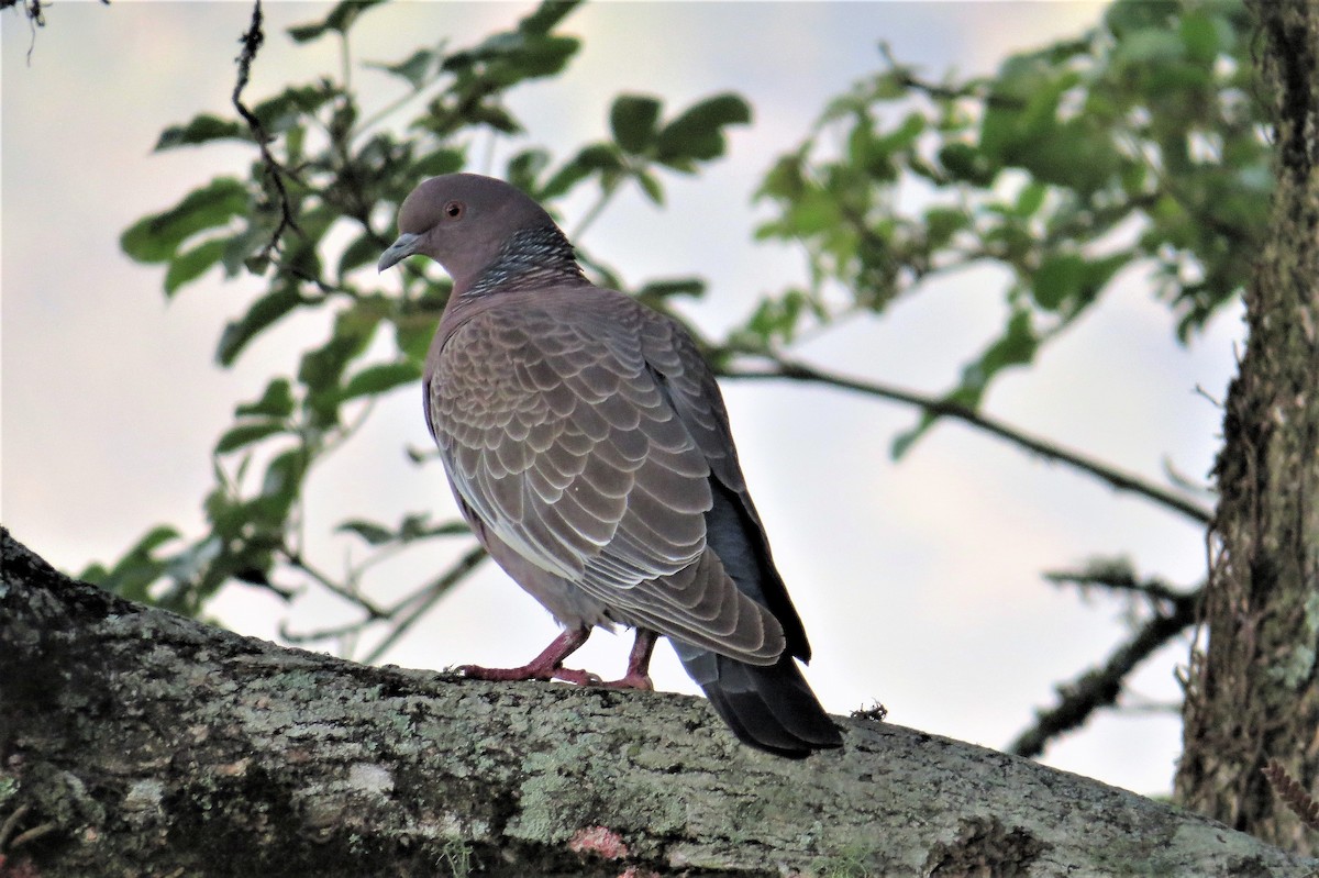 Picazuro Pigeon - ML63836141