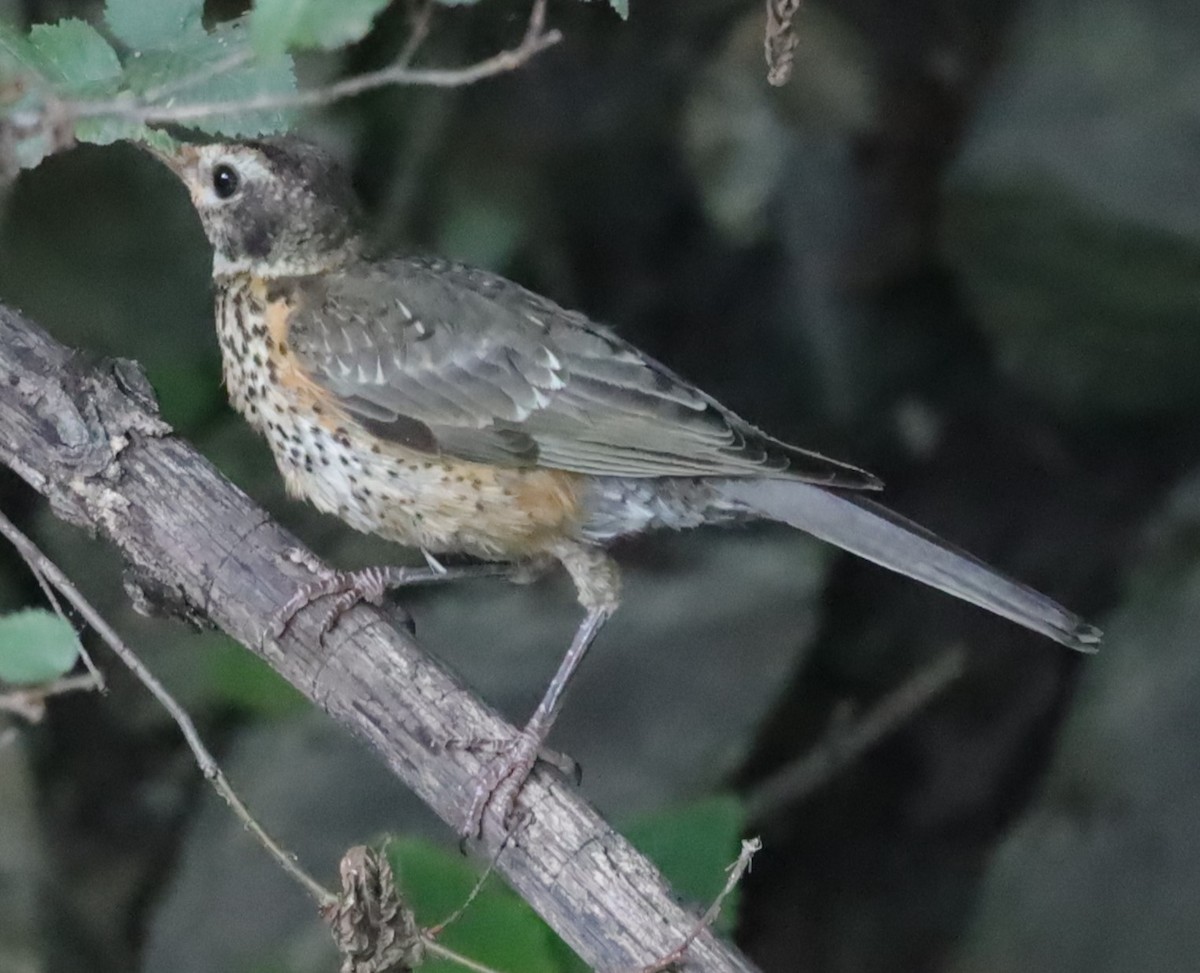 コマツグミ - ML638361435