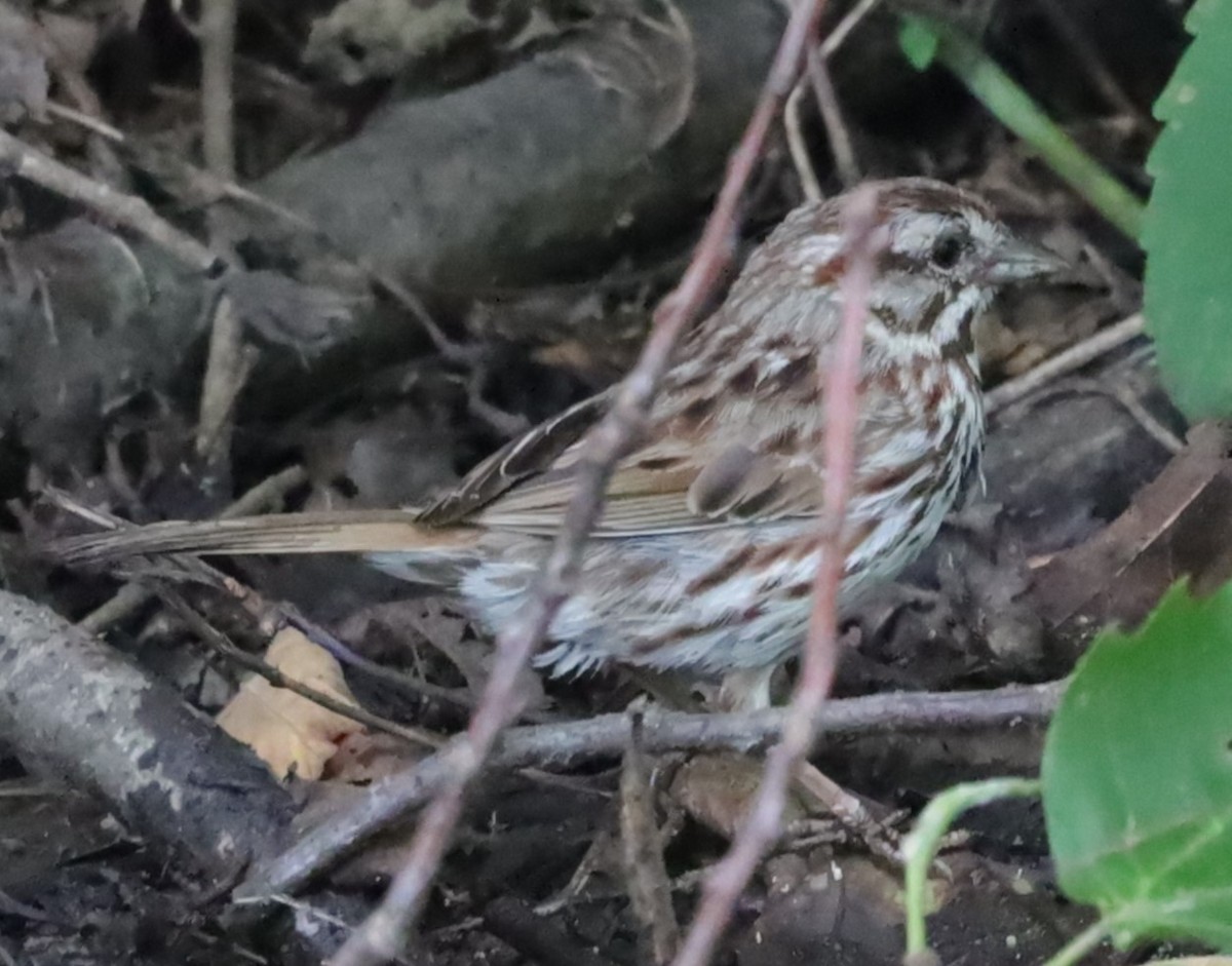 ウタスズメ - ML638361439