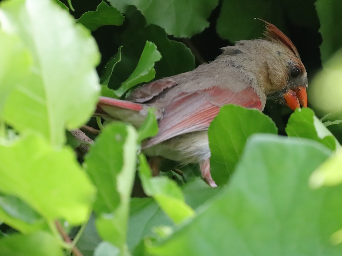 Northern Cardinal - ML638361457