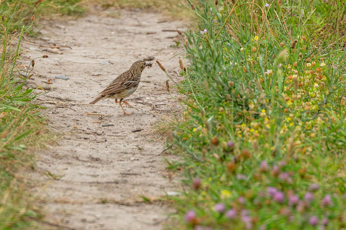 Tree Pipit - ML638361458