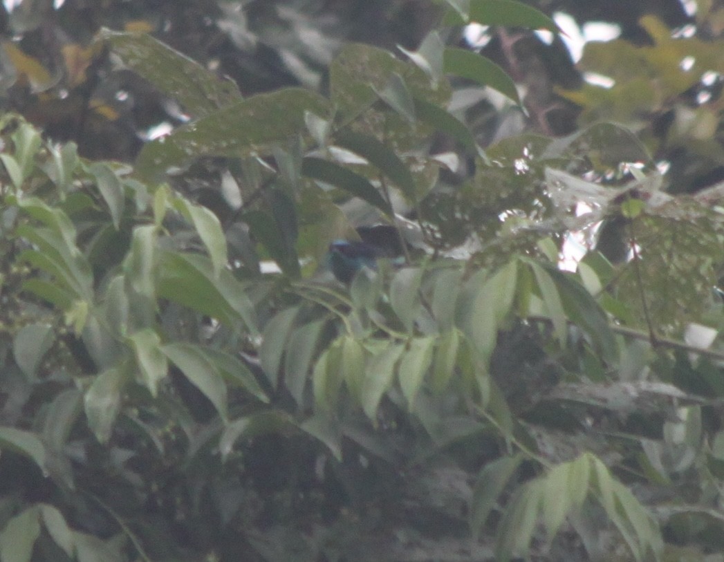 Black-faced Dacnis - ML638361464
