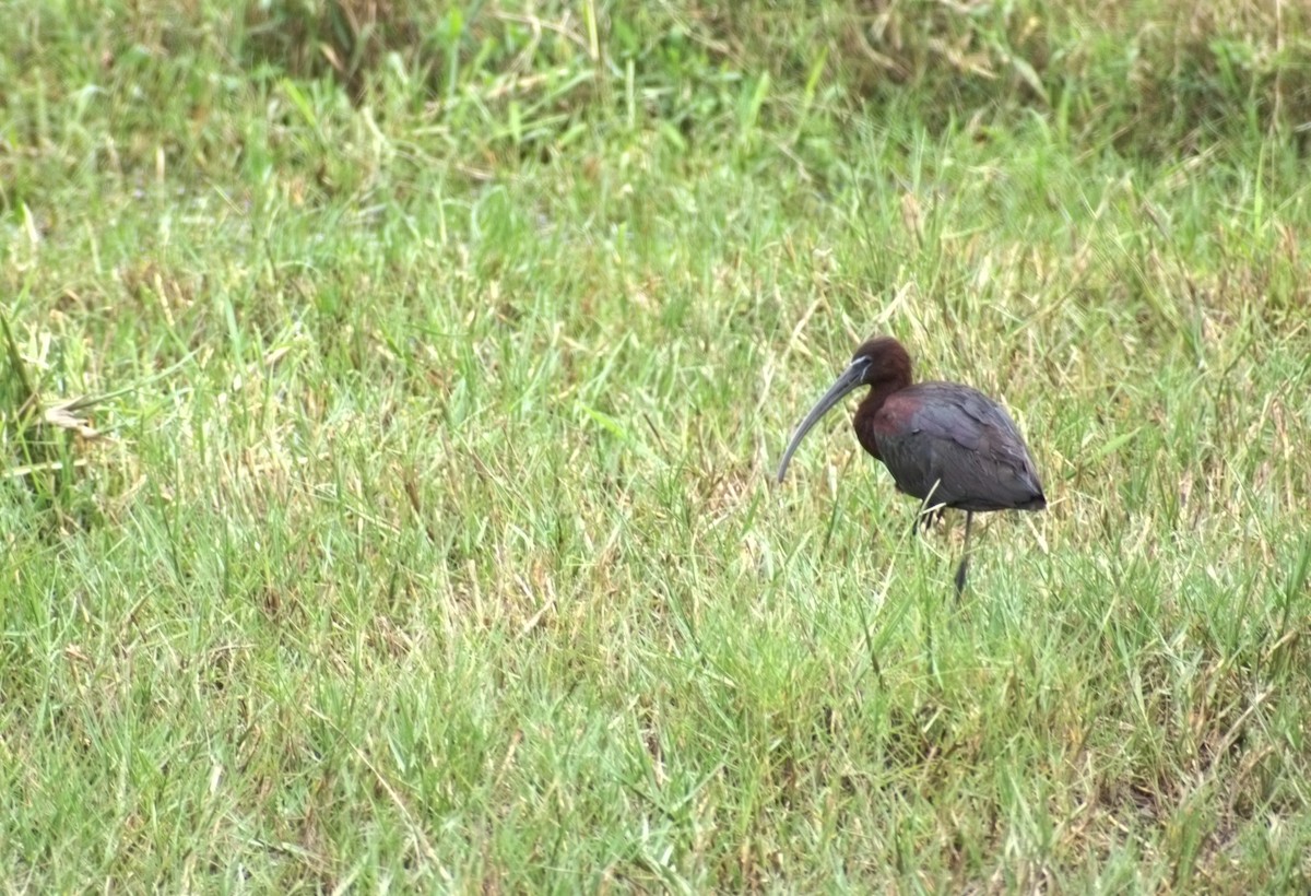Glossy Ibis - ML638361476
