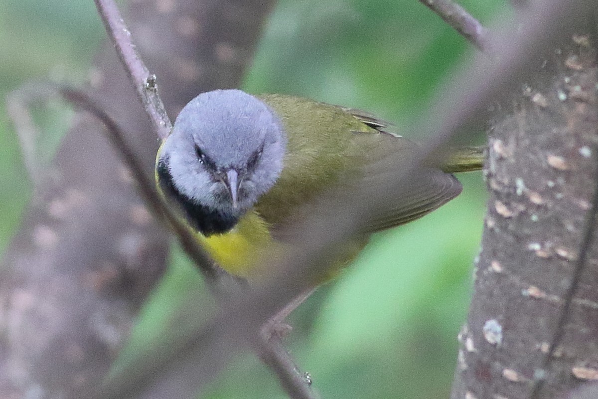 Mourning Warbler - ML638361479