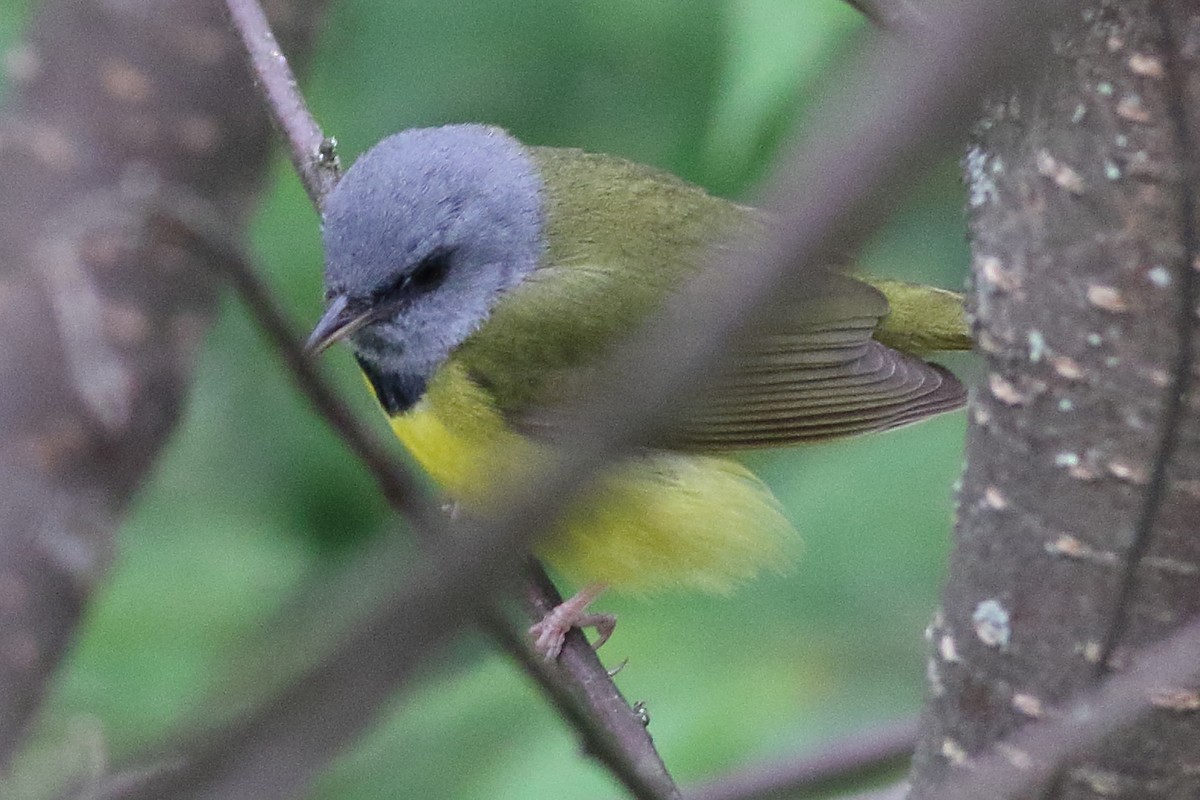 Mourning Warbler - ML638361480