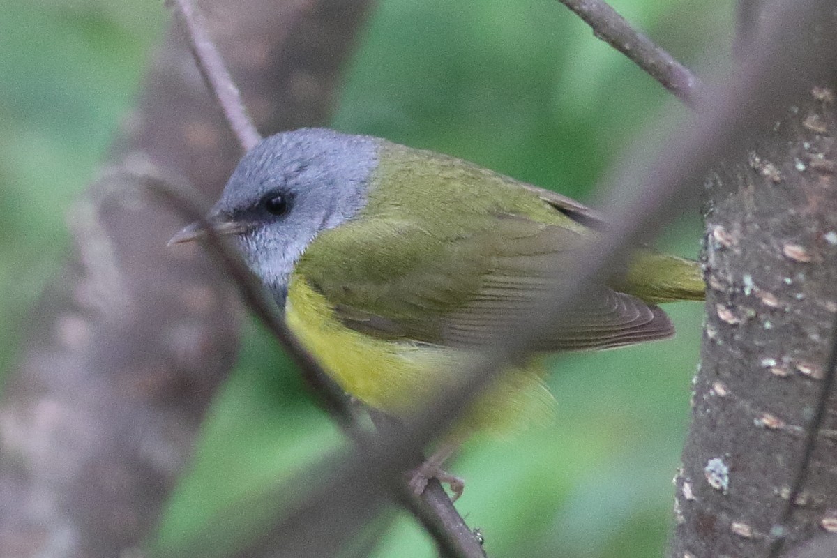 Mourning Warbler - ML638361481