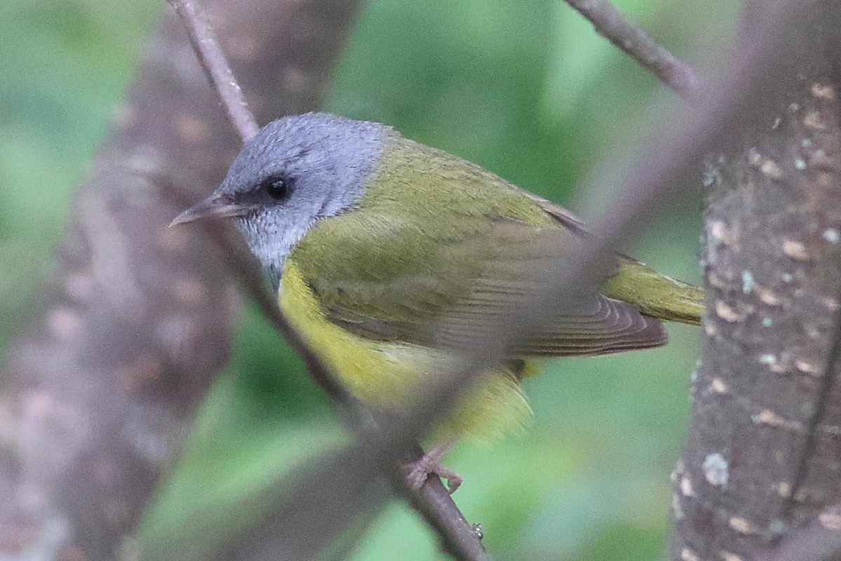 Mourning Warbler - ML638361482