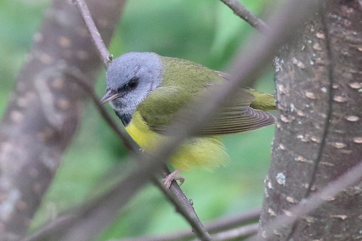 Mourning Warbler - ML638361483