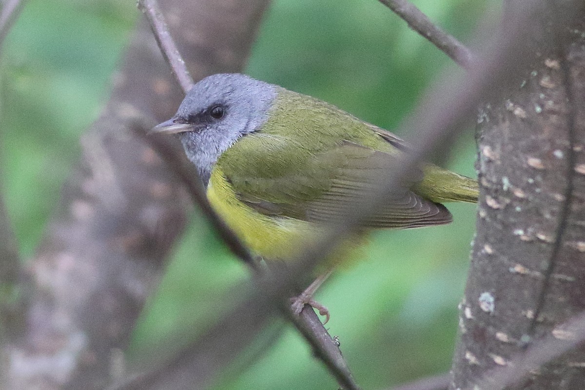 Mourning Warbler - ML638361485