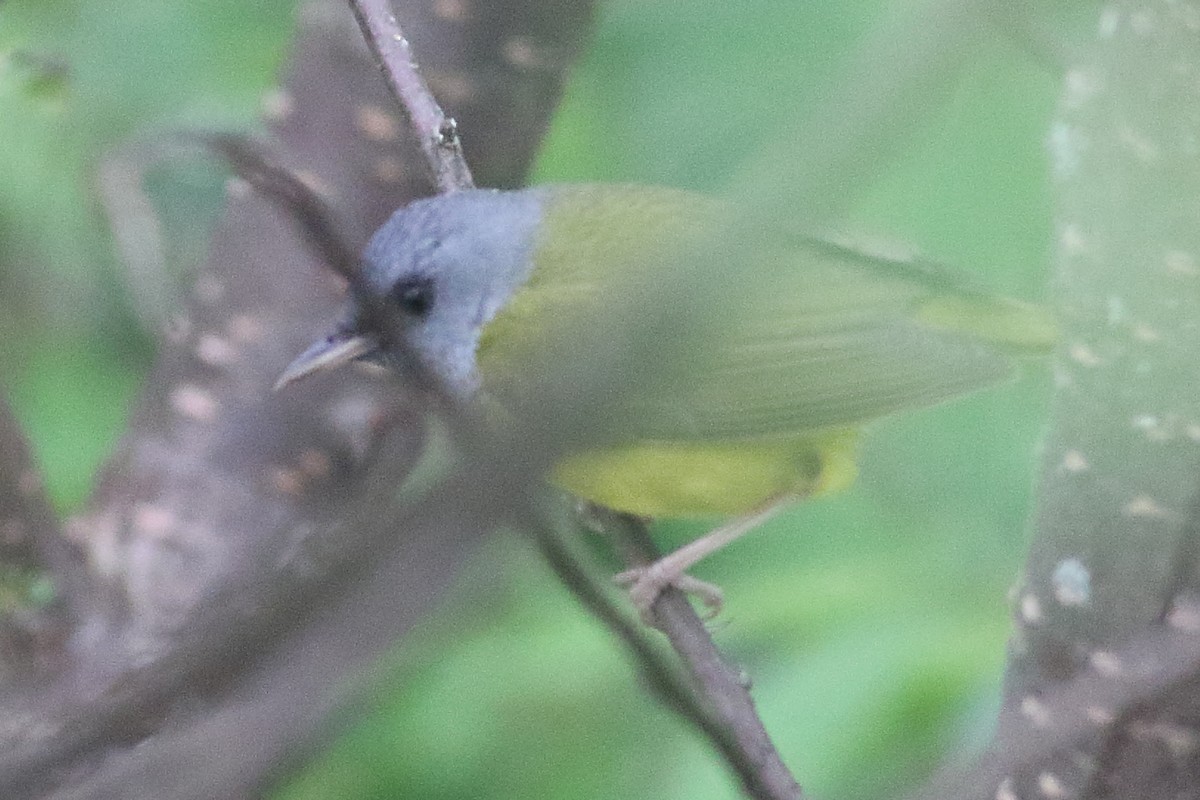 Mourning Warbler - ML638361486