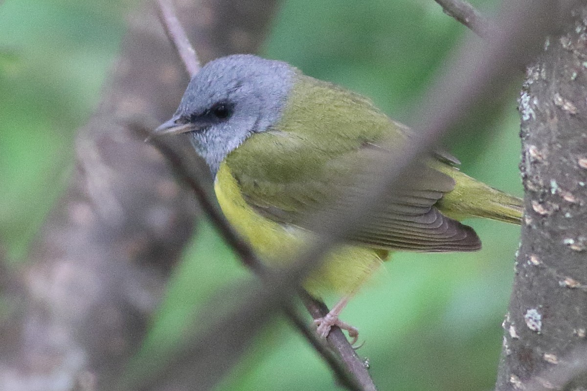 Mourning Warbler - ML638361487