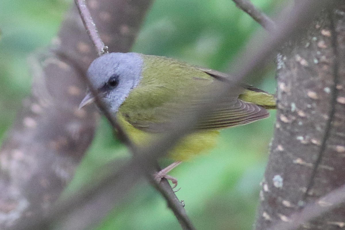 Mourning Warbler - ML638361488