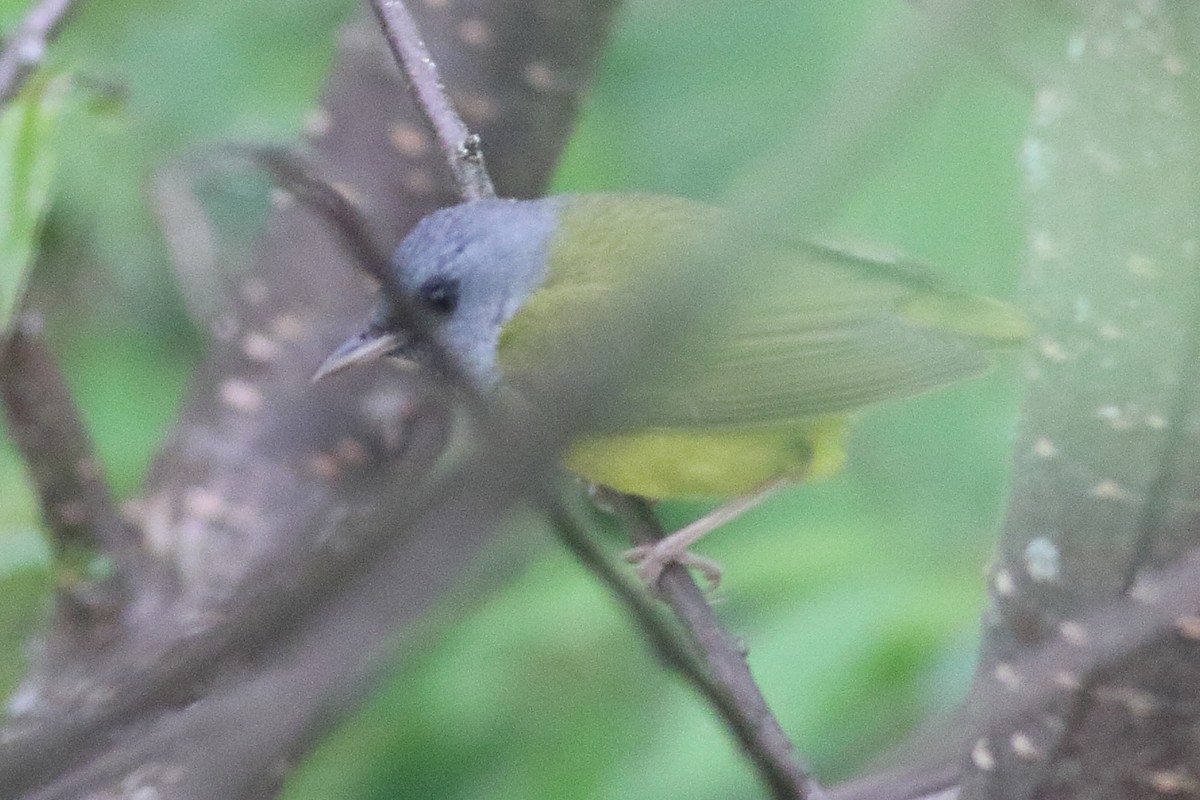 Mourning Warbler - ML638361489