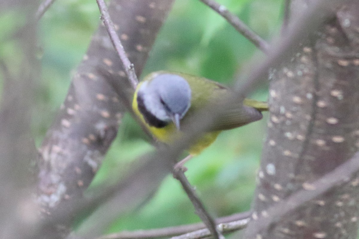 Mourning Warbler - ML638361490