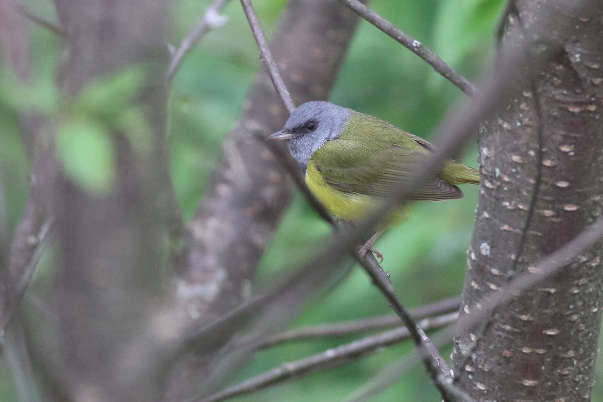 Mourning Warbler - ML638361491