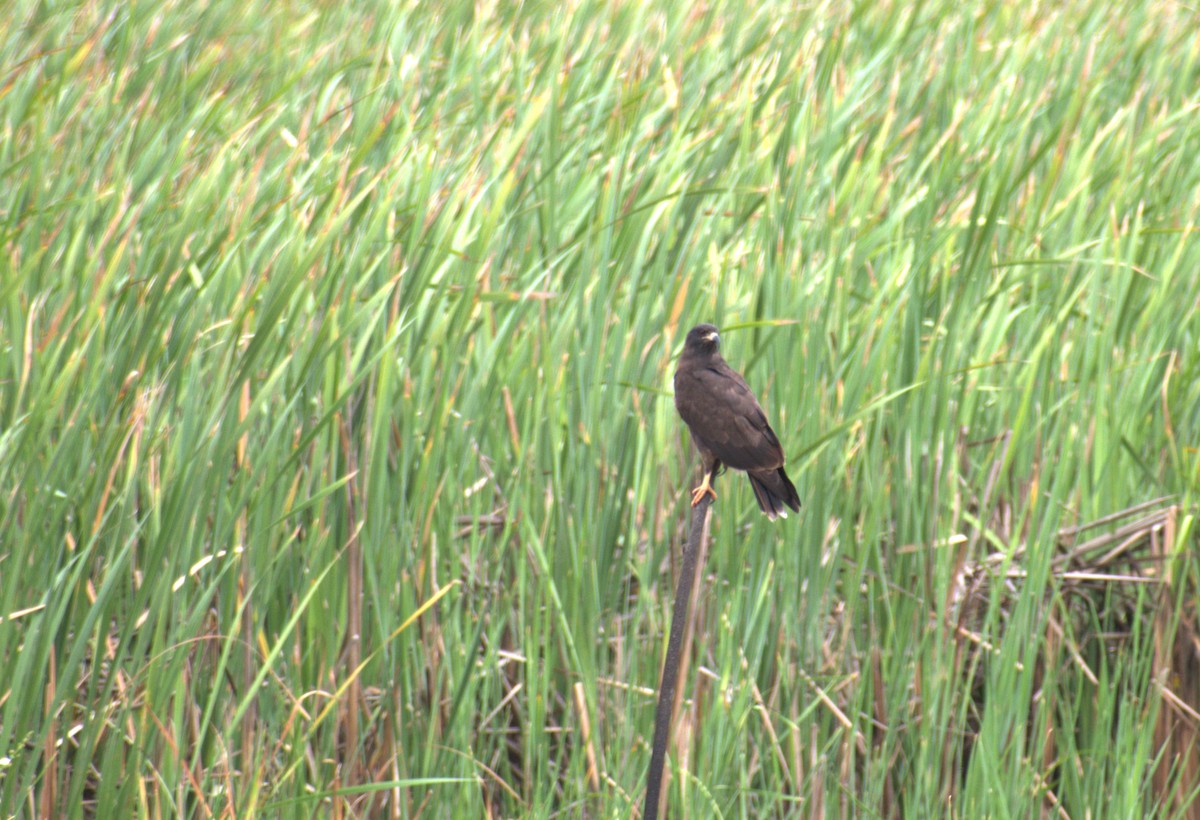 Snail Kite - ML638361493