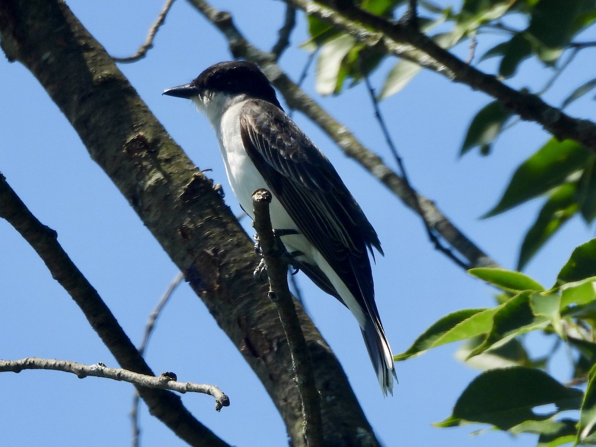 Eastern Kingbird - ML638361500