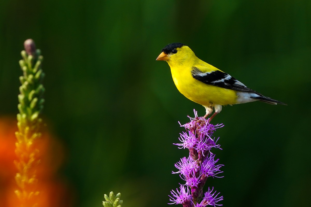 American Goldfinch - ML638361507