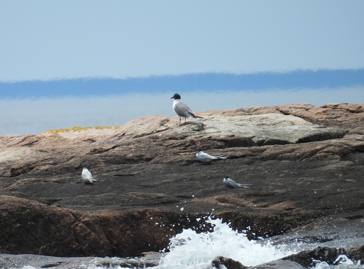 Mouette atricille - ML638361511