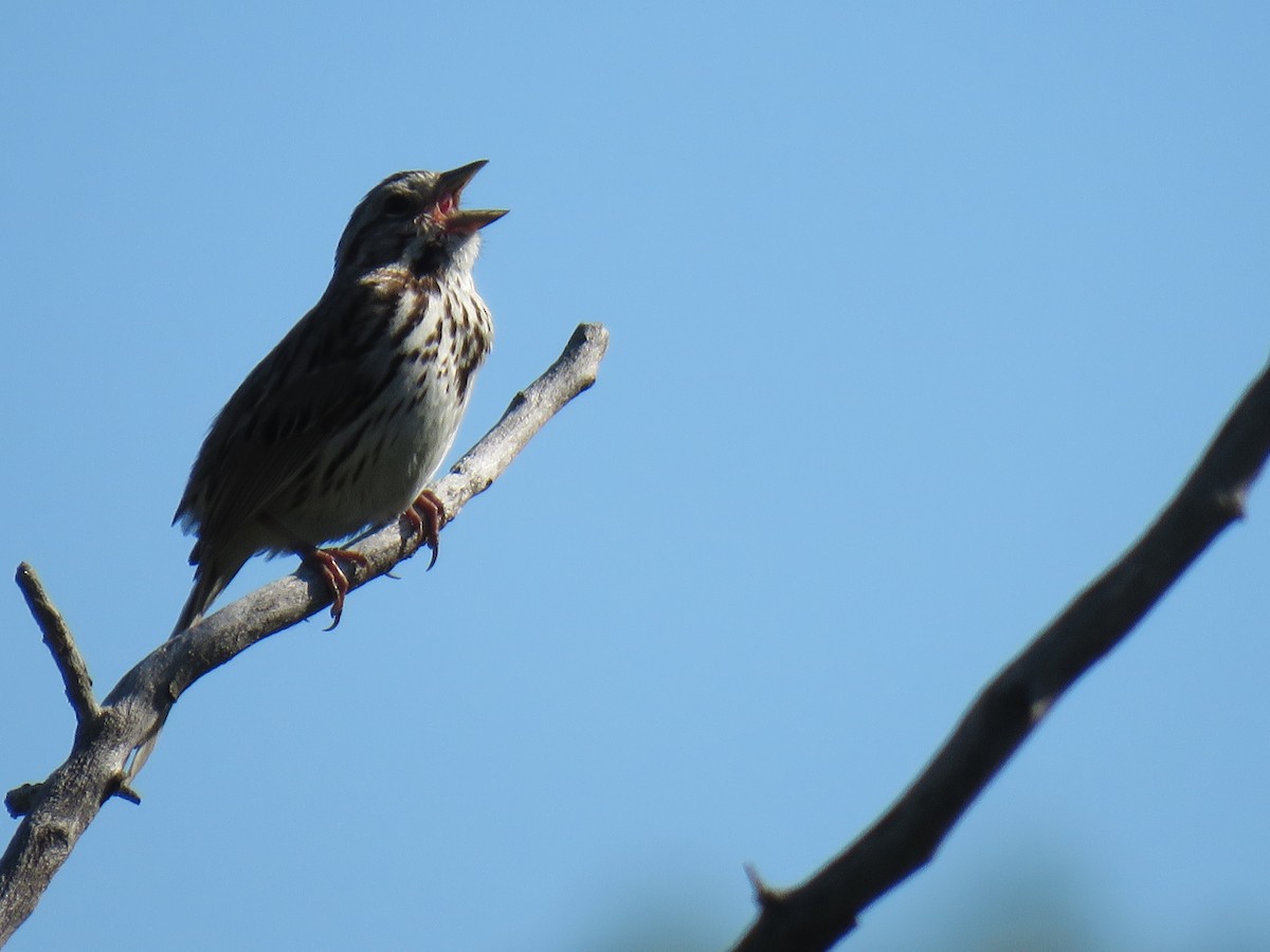 Song Sparrow - ML638361518
