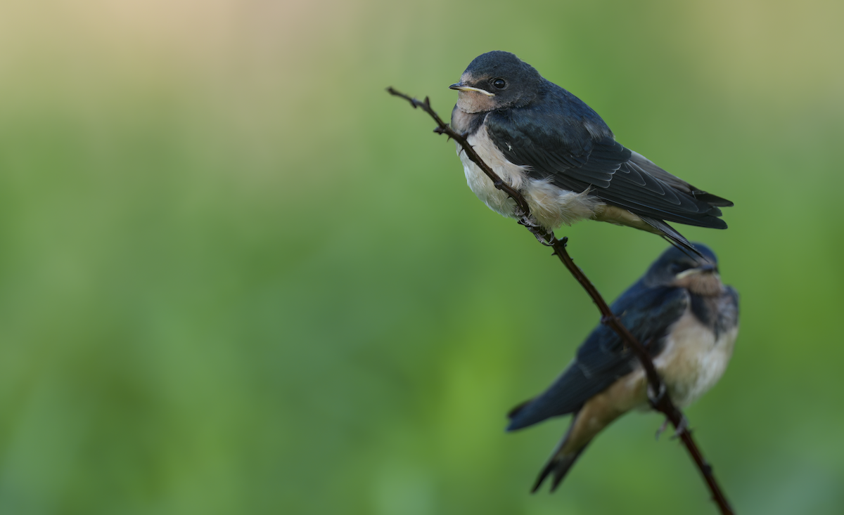Golondrina Común - ML638361526