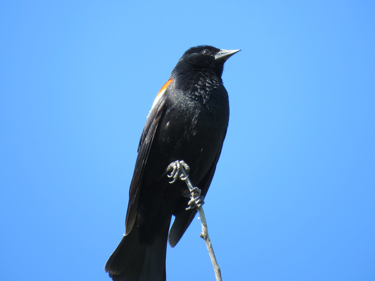 Red-winged Blackbird - ML638361542