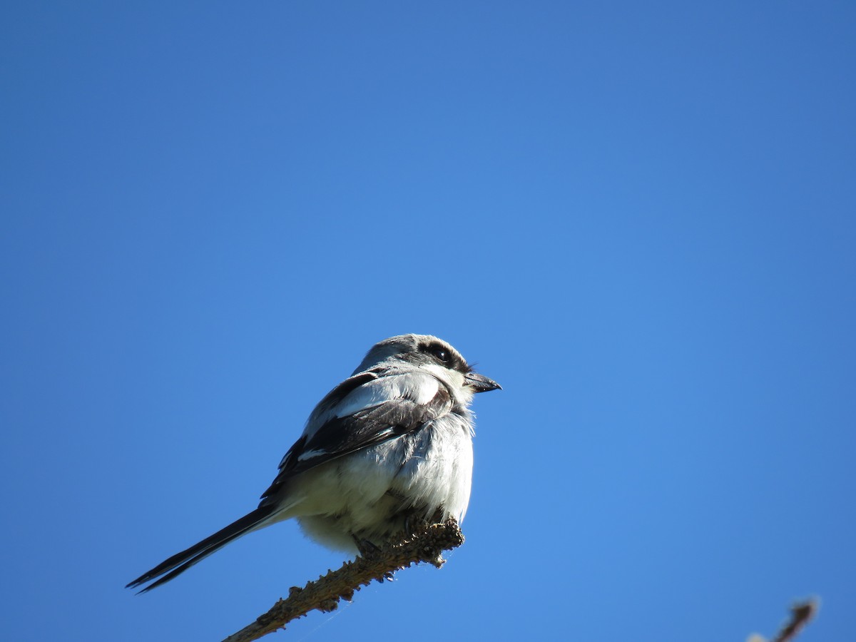 Loggerhead Shrike - ML638361553