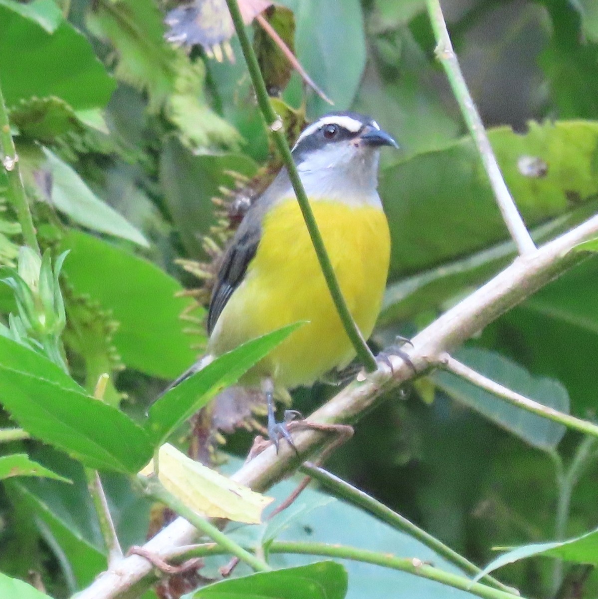 Bananaquit - ML638361554