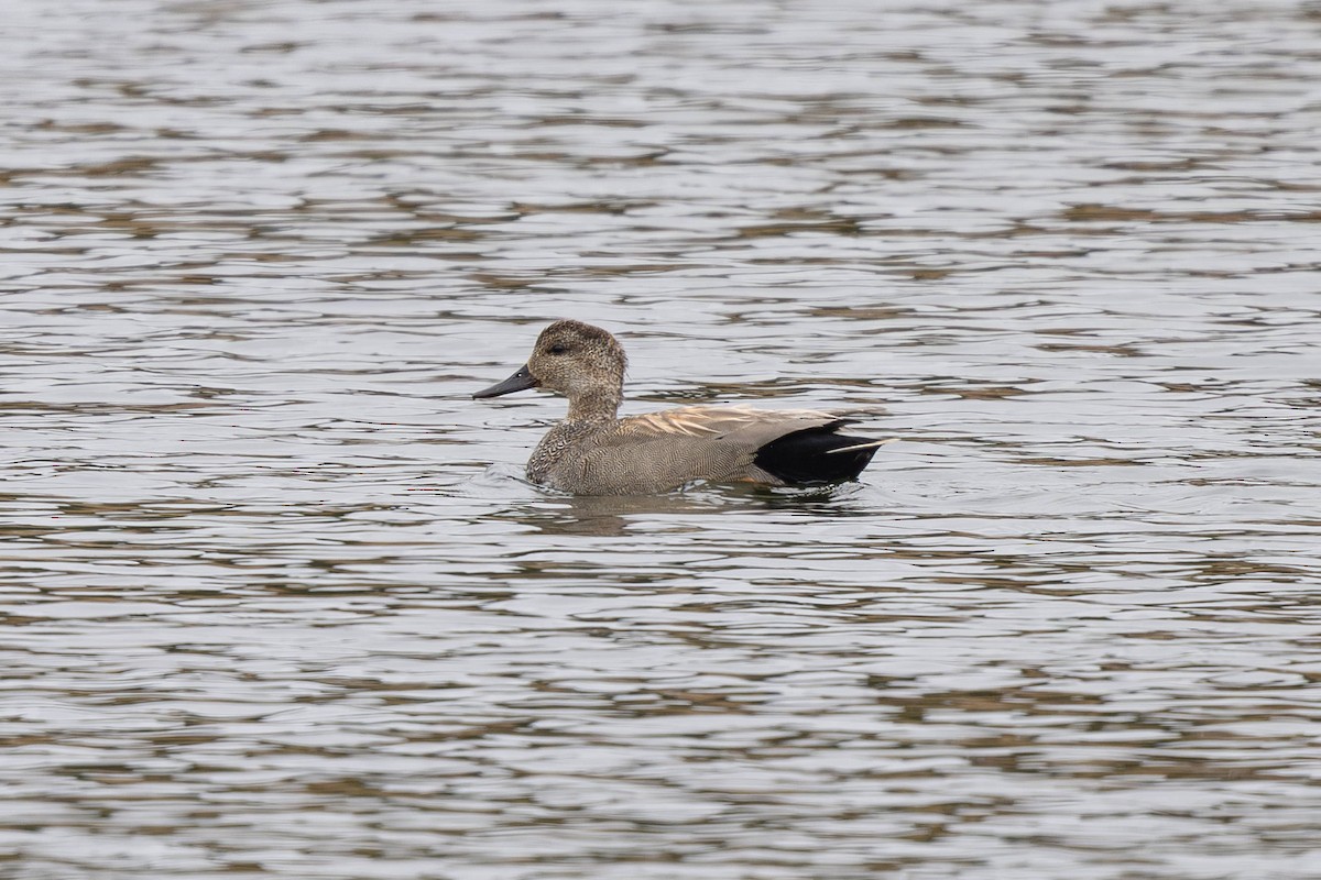 Gadwall - ML638361560