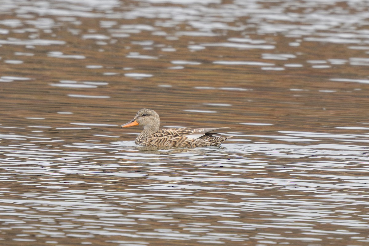 Gadwall - ML638361561