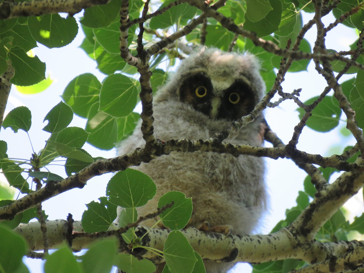 Long-eared Owl - ML638361565