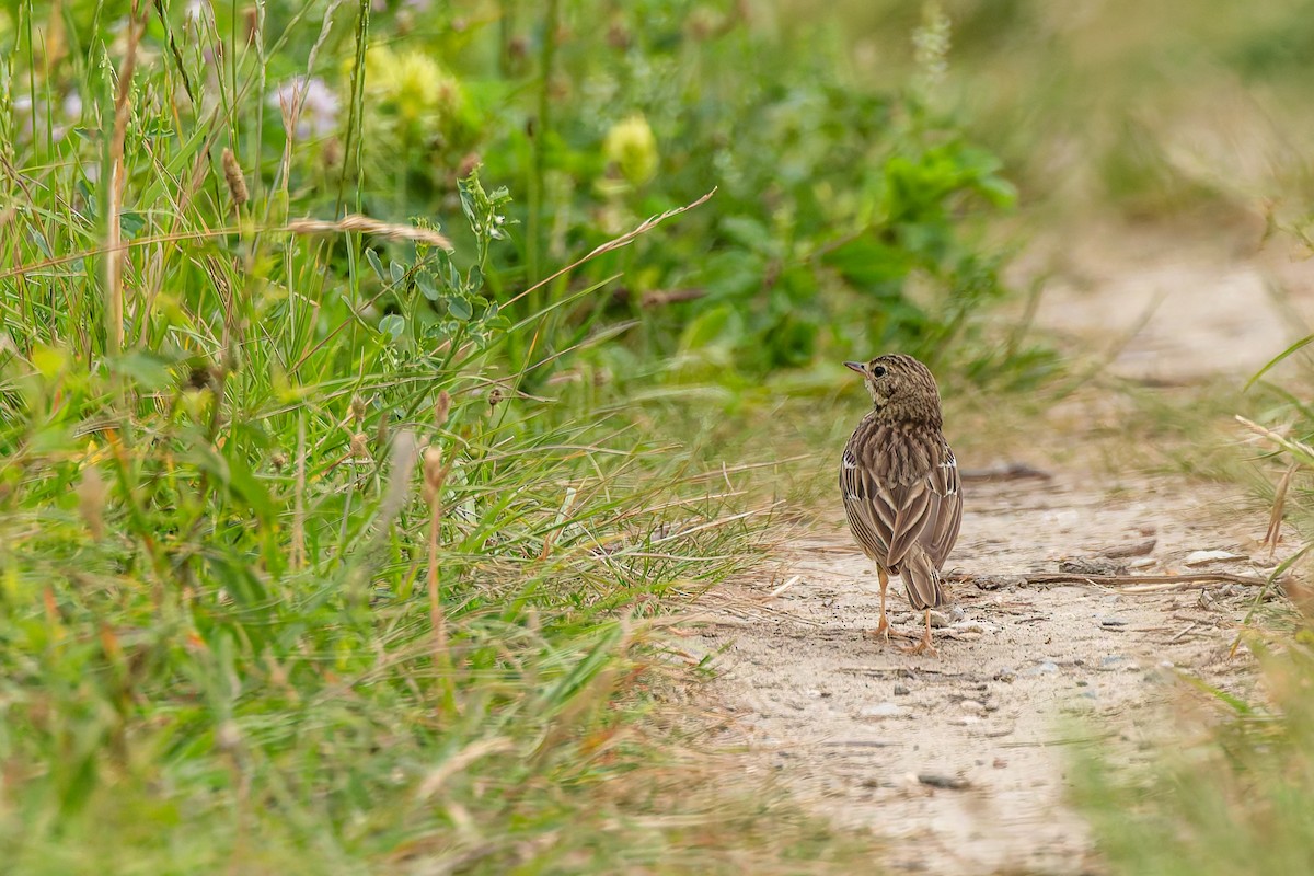 Tree Pipit - ML638361574