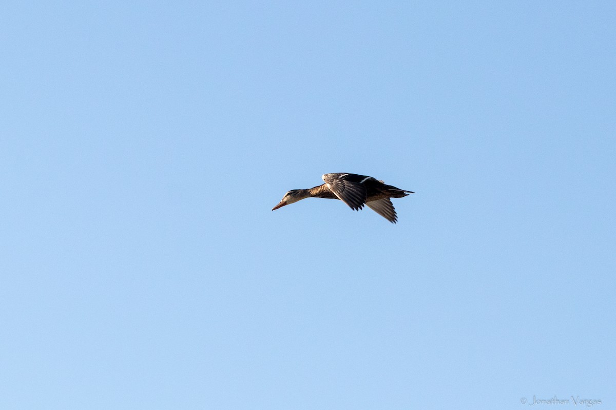 Mexican Duck - ML638361583