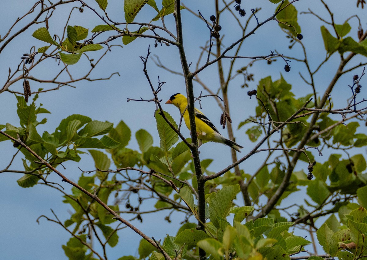 American Goldfinch - ML638361595