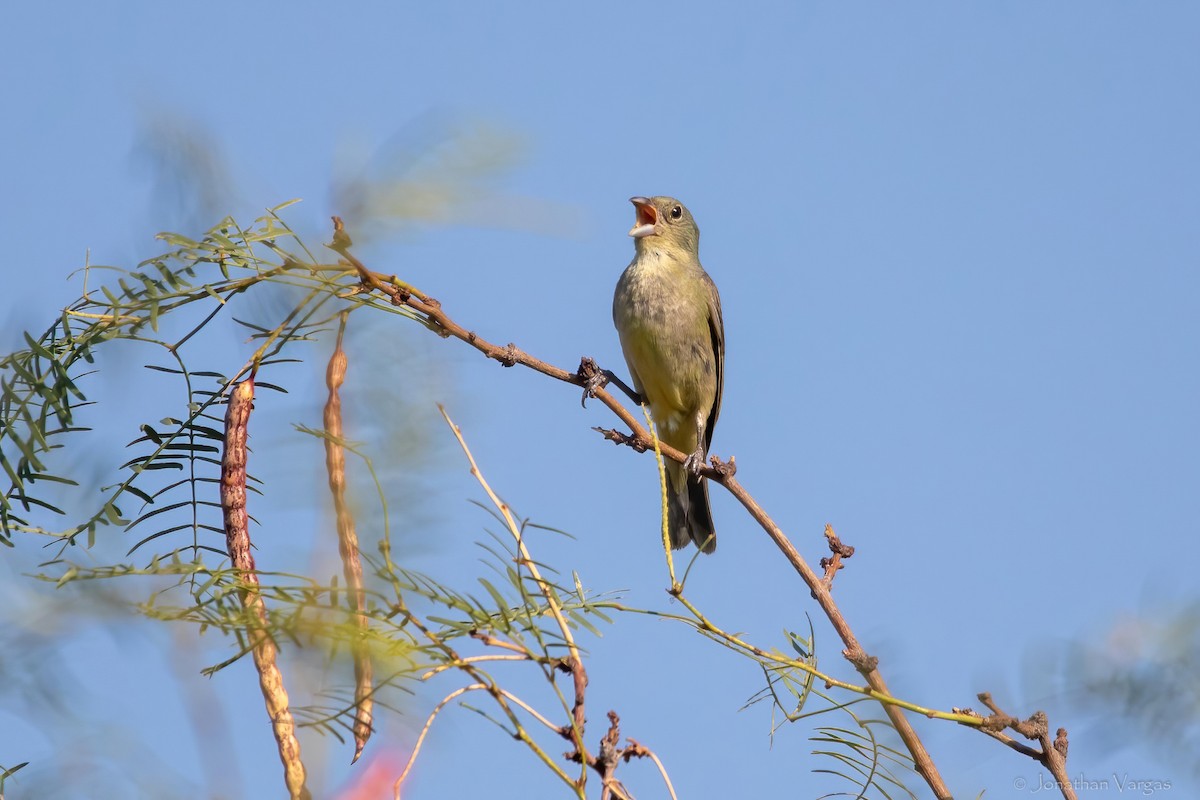 Painted Bunting - ML638361622