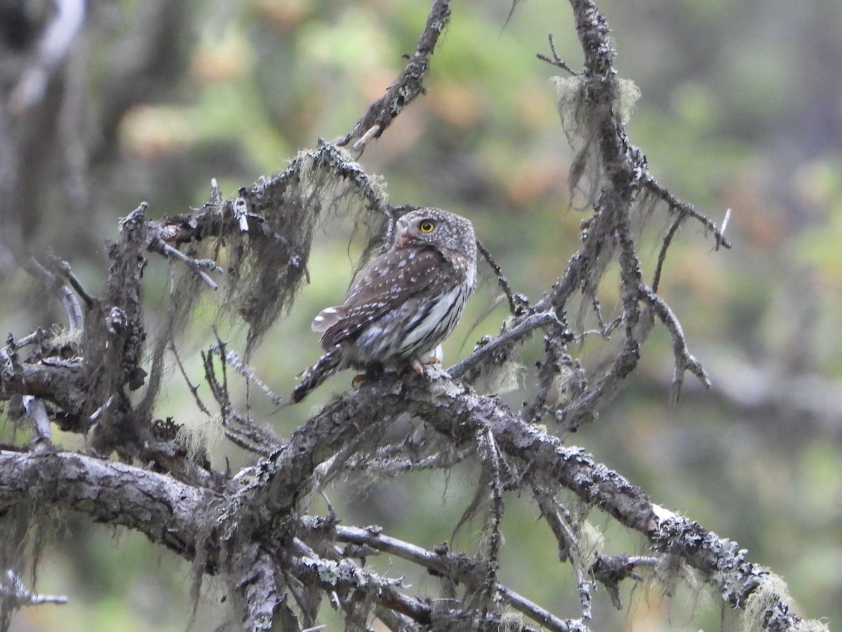 Northern Pygmy-Owl - ML638361637