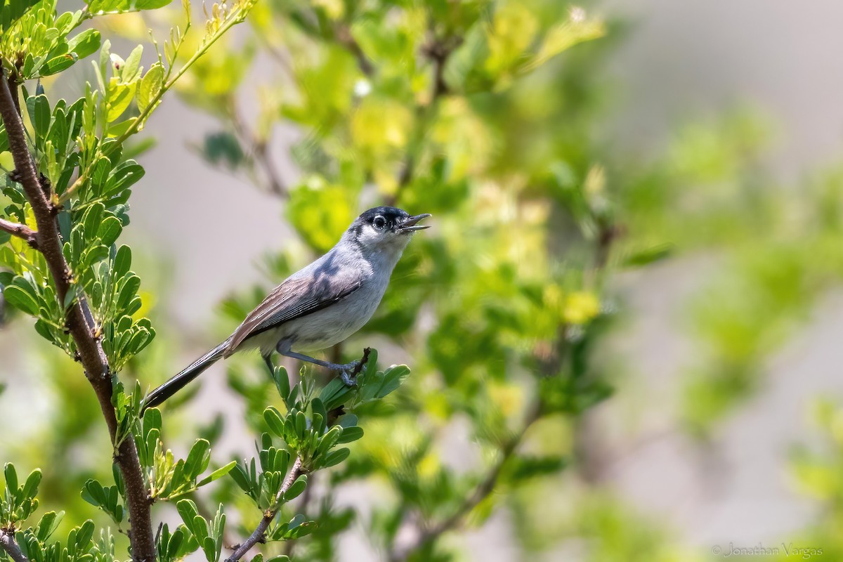 Black-tailed Gnatcatcher - ML638361653