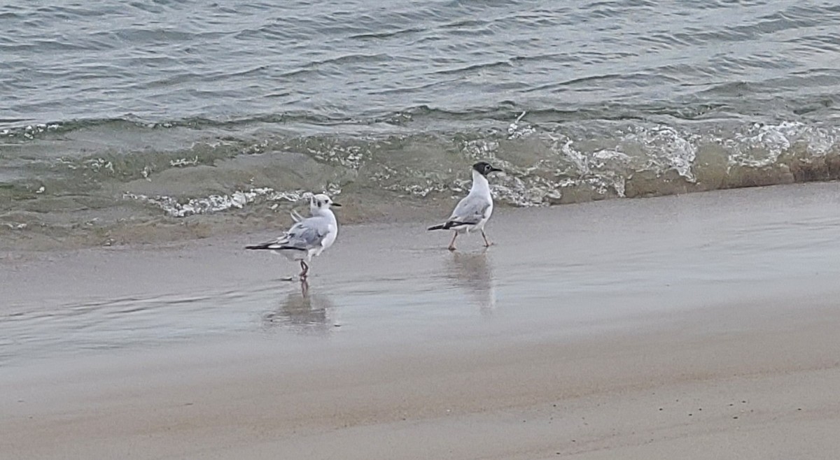 Bonaparte's Gull - ML638361661