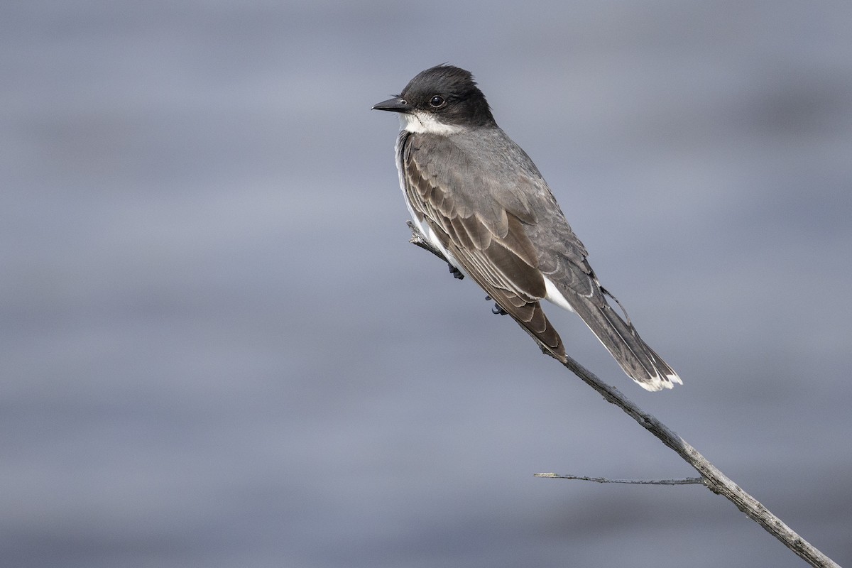 Eastern Kingbird - ML638361668