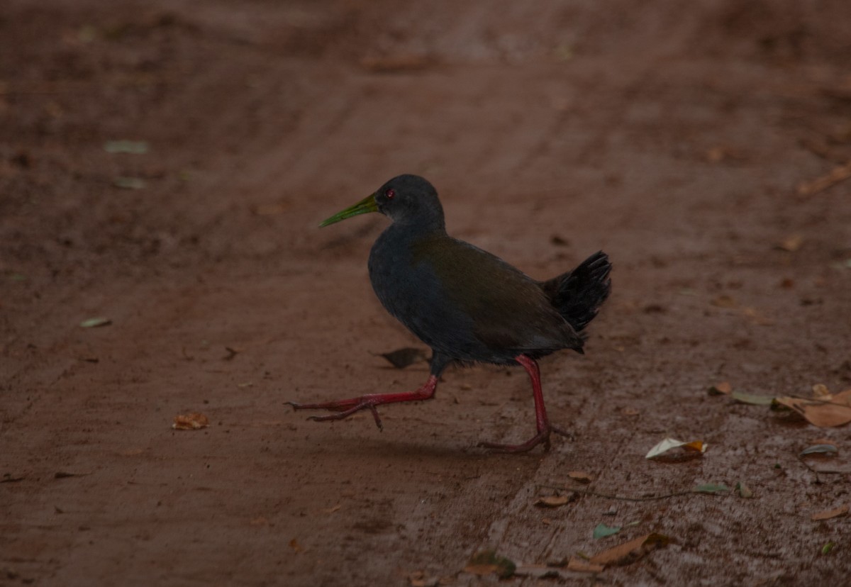 Blackish Rail - ML638361673