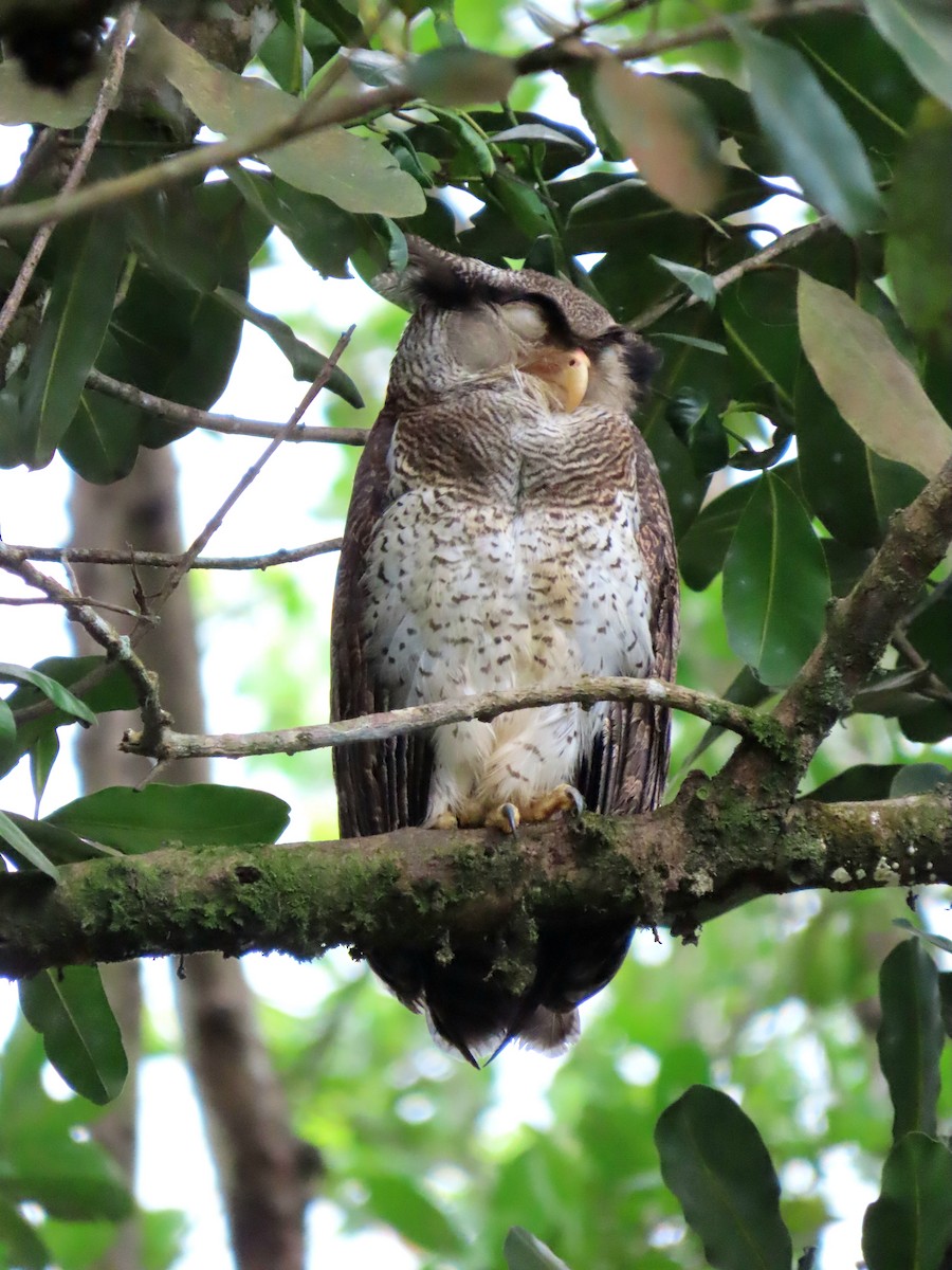 Barred Eagle-Owl - ML638361683