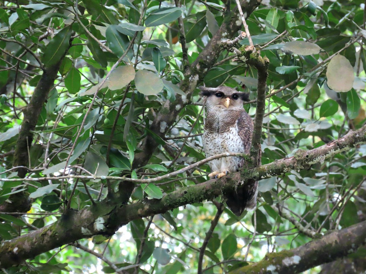 Barred Eagle-Owl - ML638361684