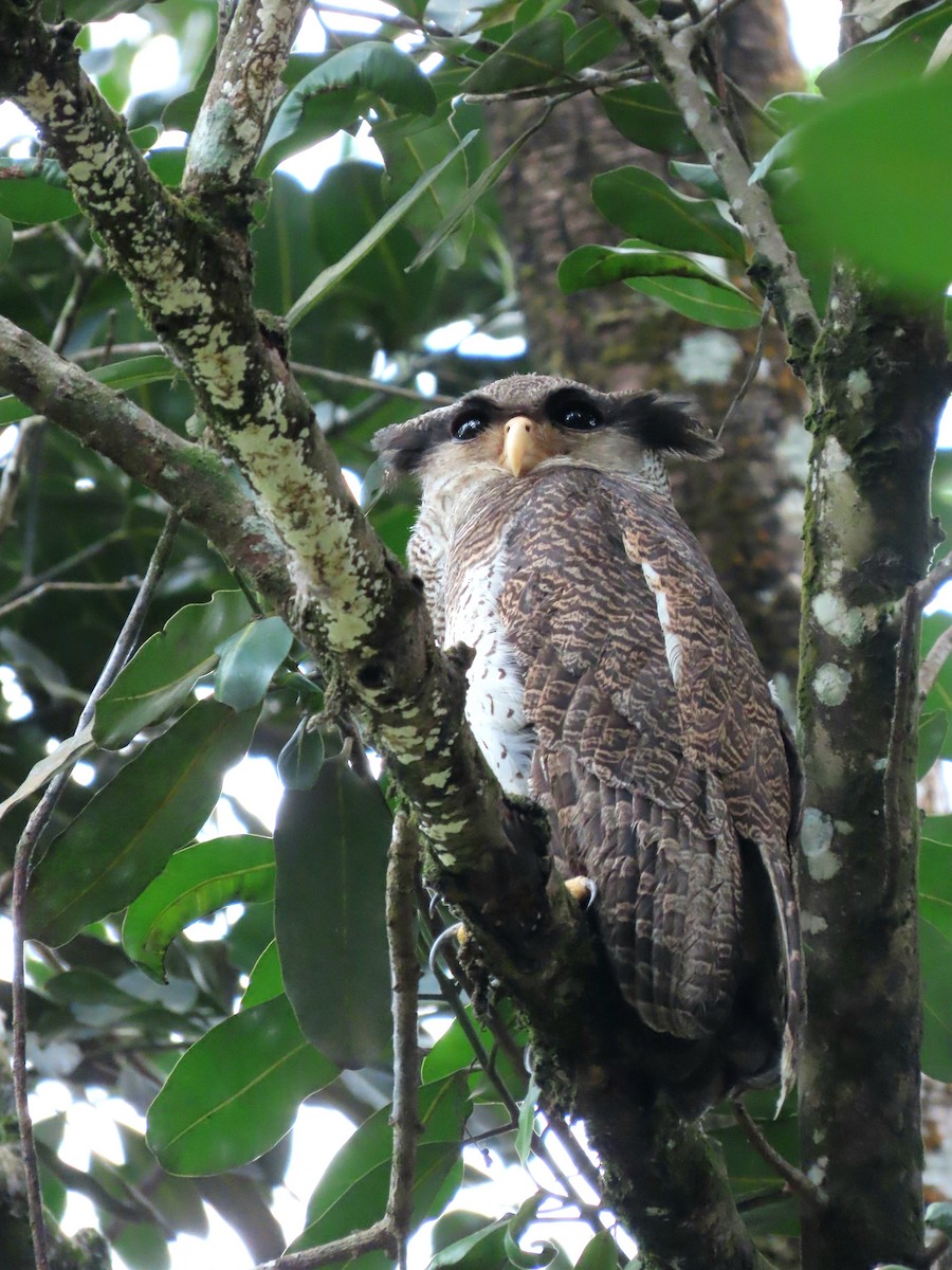 Barred Eagle-Owl - ML638361685