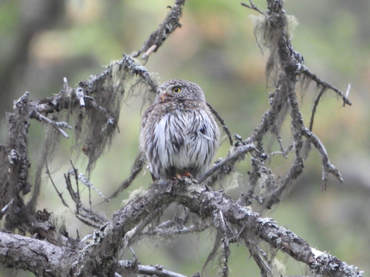 Northern Pygmy-Owl - ML638361709